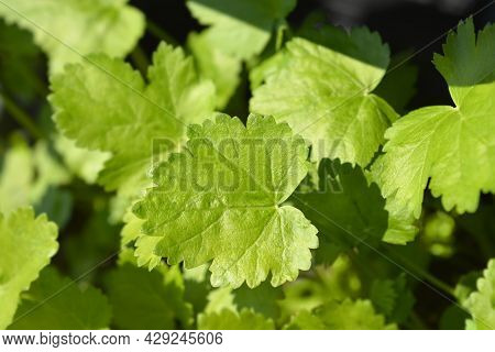 Parsnip Leaves - Latin Name - Pastinaca Sativa