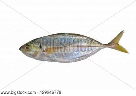 Fresh Raw Fish Called As Rastrelliger Kanagurta Or Mackerel Fish Isolated On White Background