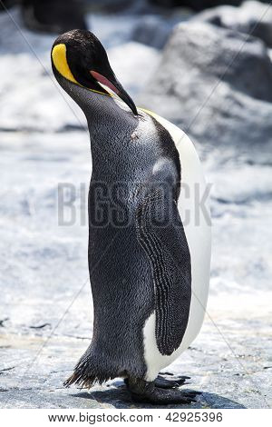 Král Penguins
