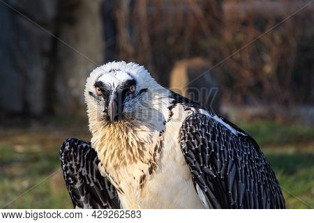 Close-up Portrait Of Beautiful Mountain Bird Bearded Vulture Sitting On The Stone Rock.