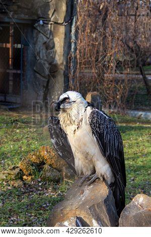 Close-up Portrait Of Beautiful Mountain Bird Bearded Vulture Sitting On The Stone Rock.