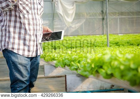 Asian Male Farmers Grow Soilless Hydroponics Lettuce In Greenhouses. He Holds The Tablet To Record T
