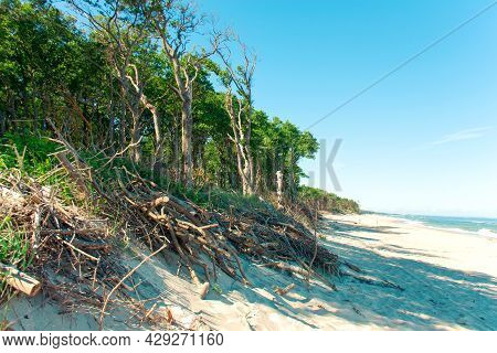 Sand Beach Of The Baltic Sea On The Curonian Spit In The Kaliningrad Region, Village Lesnoy, Russia