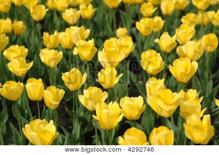Yellow Tulips