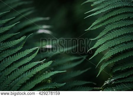 Beautiful Background Of Young Green Fern Leaves. Beautiful Ferns Leaves Of Green Foliage. Large Fern