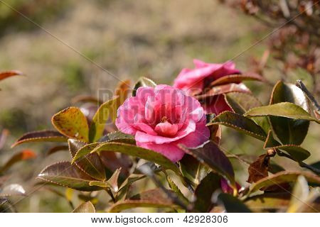 Blume Sasanqua