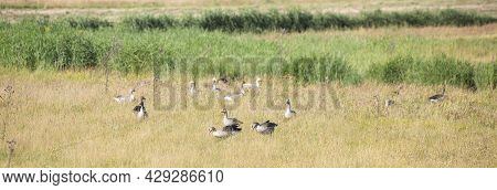 Grey Geese In Summer Grass Are Alert On The Island Of Texel In The Netherlands