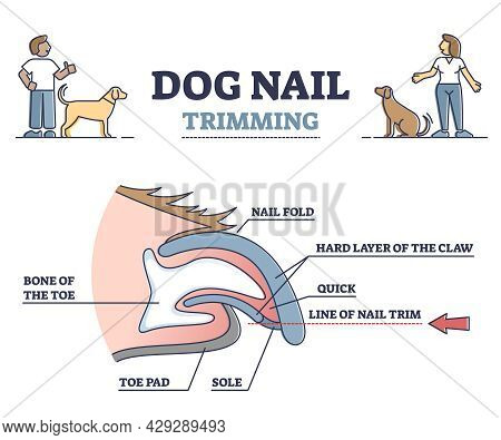 Dog Nail Trimming With Anatomical Claw Side View Structure Outline Diagram. Animal Fingernail Care A
