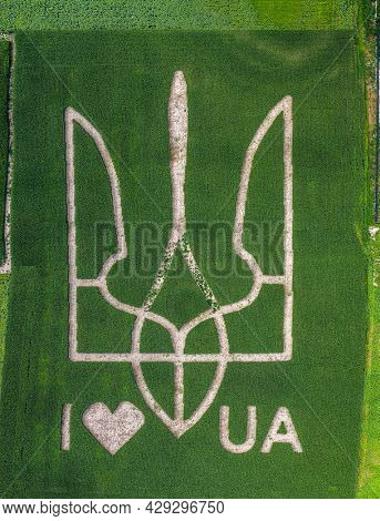 Giant symbol of the country of Ukraine is a trident created by corn sprouts in a corn field. View from above. 05.08.2021, Ukraine, village Velyka Oleksandrivka.