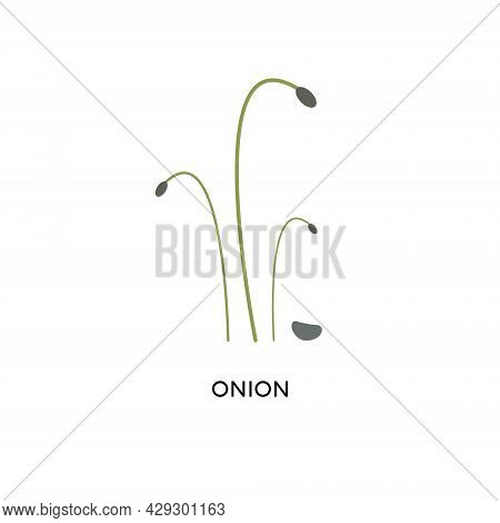 Onion Microgreens And Seed Vector Illustration. Superfood, Home Gardening, Greens. Can Be Used For T