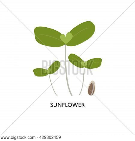 Sunflower Microgreens And Seed Vector Illustration. Superfood, Home Gardening, Greens. Can Be Used F