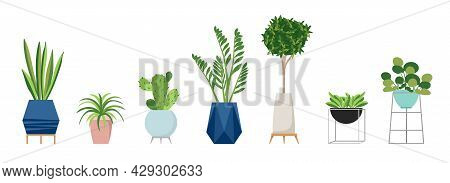 A Set Of Stylish Fashionable Indoor Plants For The House. Isolated On A White Background. Dracaena, 