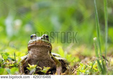 Green Frog Sitting In The Grass, Toad On The Green Grass, Slippery Cold Frog In Nature, Warts On The