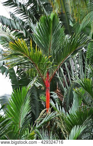 Palm With Red Trunk Cyrtostachys Renda Also Known As A Lipstick Palm (or Rajah Palm) Growing In The 