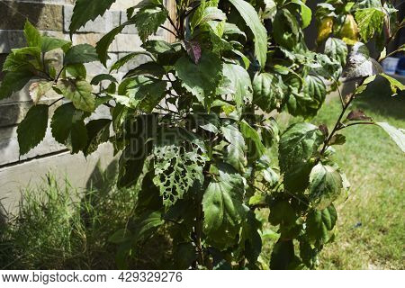 Hibiscus Plant Leaves Fresh But Single One Leaf Harmed And Damaged By Bugs Who Eat Leaves And Creat 