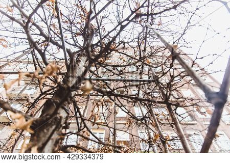 Autumn Trees On Madach Imre Square, Madach Ter At Downtown Budapest