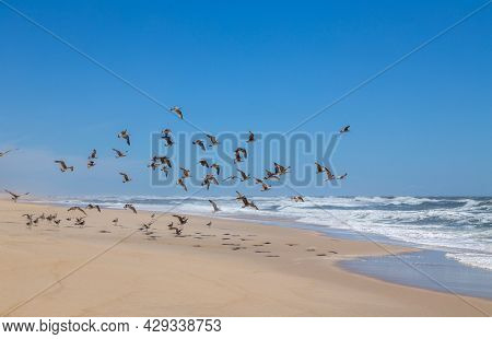 seagulls at the empty beach near Sao Martinho do Porto, Portugal