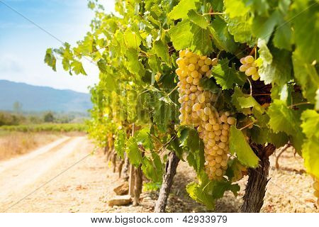 Fertile Valley In South France