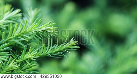 Texture, Background, Pattern Of Green Growing Branches Of Decorative Coniferous Evergreen Yew Tree T