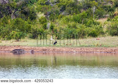 Large bird Marabou Stork. Large night bird with shiny black plumage. The Kruger Park in the African savannah. The concept of exotic and photo tourism