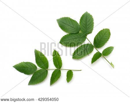 rosehip green leaves isolated on white background