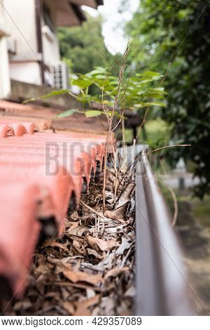 Close-up Of Clogged Roof Rain Gutter Full Of Dry Leaf And Plant Growing In It, With Selective Focus