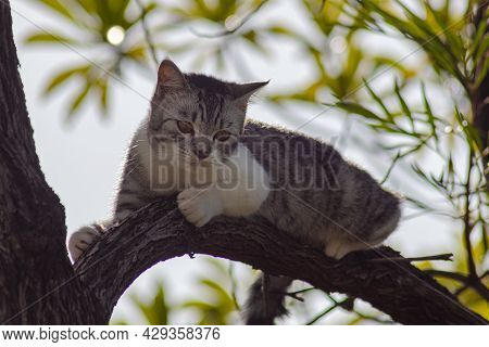 Little Kitten Clim On A Branch In The Tree. Adorable Cat In The Trees And Search For The Next Hunt. 