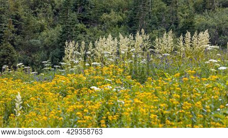 Several tall Corn Lily plants in wildflower meadow at Colorado countryside