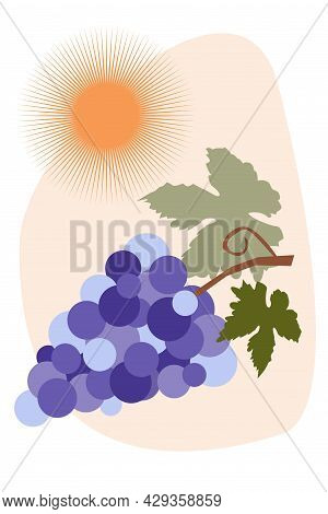 Sprig Of Blue Grapes With Leaves And Sun. Vector Cartoon Illustration