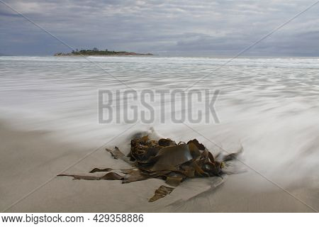 Wave And Seaweed On Beach Near Bicheno In Tasmania