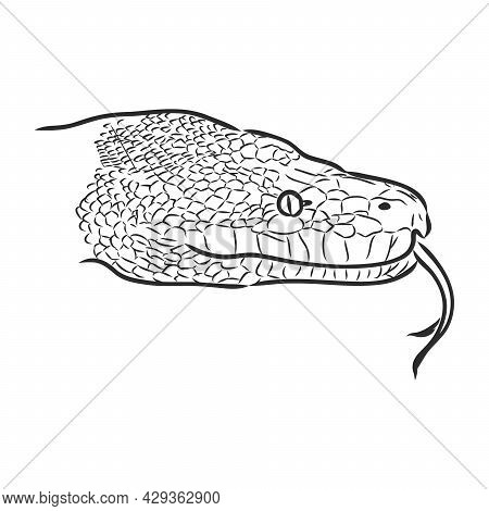 Black White Sketch Vector & Photo (Free Trial) | Bigstock