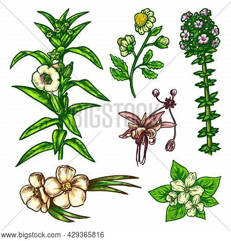 Hand Drawn Flowers Sketch. Vector Outline Icons