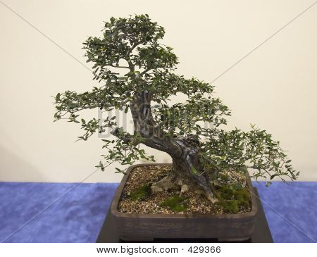 Bonsai