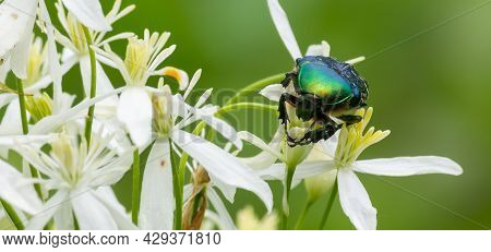 Beetle On White Wildflowers Close Up On A Green Background