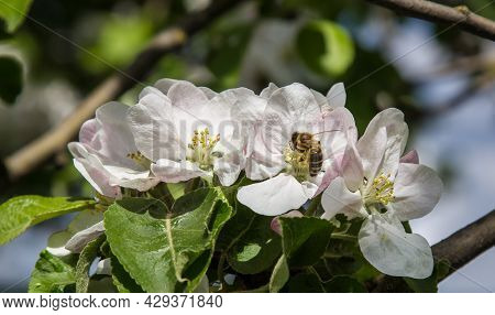 Apple Tree Blooms In The Garden. Bees Collect Nectar And Pollen
