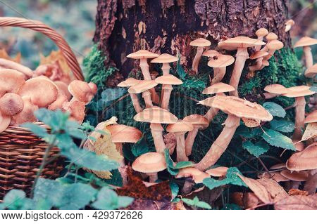 Autumn Honey Mushrooms On A Tree And In A Wicker Basket