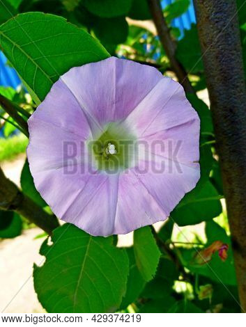 Convolvulus Arvensis, Field Bindweed. Close Up Of Bindweed Flower