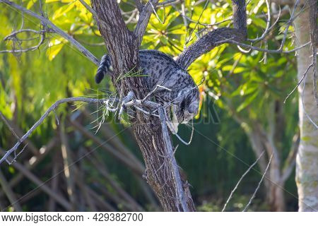 Little Kitten Clim On A Branch In The Tree. Adorable Cat In The Trees And Search For The Next Hunt. 