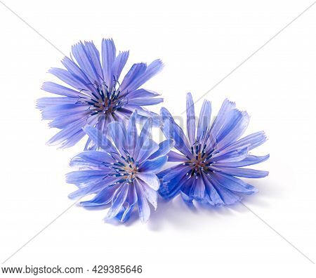 Chicory Flowers On White Background. Macro. Chicory Isolated. Flowers Of Chicory For Package Design.