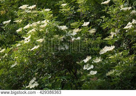 Elder Tree Bough Laden With White Elderflower Blossom On Sunlight.