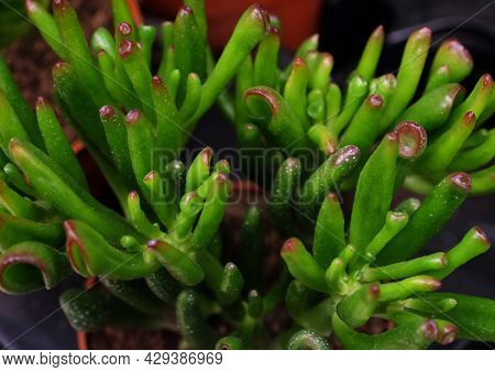 Green Echeveria Sedum Succulent Flowering Houseplantm close up