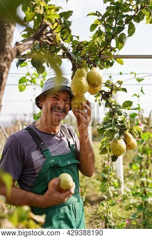 Smiling Elderly Man With Mustasche, Harvesting Pears In His Garden