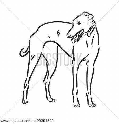 Greyhound Dog - Isolated Vector Illustration Greyhound Hound Vector