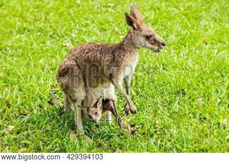 A Close Up With An Kangaroo In The Outback Of Australia. Face To Face With Kangaroo. Portrait Of A A