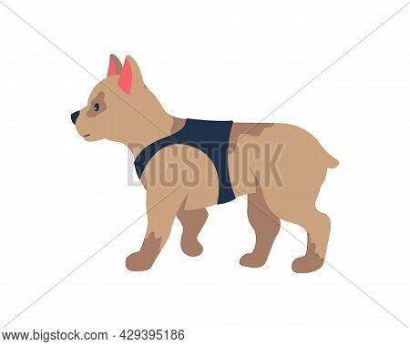 Adopting French Bulldog Puppy Semi Flat Color Vector Character. Full Body Animal On White. Small Dog