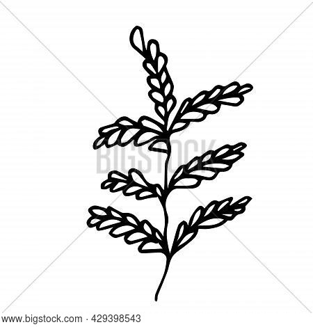 Hand Drawn Doodle Leaf For Textile Design. Floral Branch.