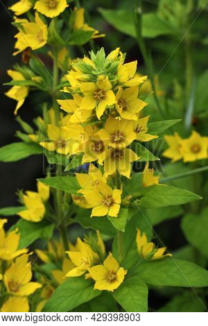 Loosestrife Yellow Flowers Or Lysimachia Vulgaris Flowers