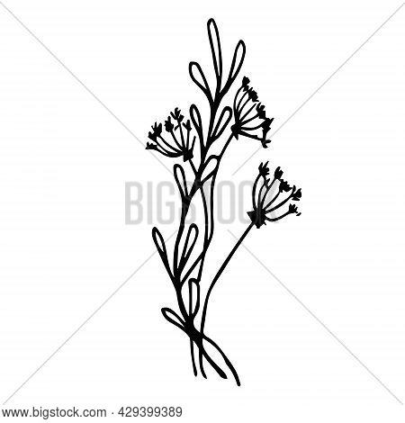 Sketch Of Dill Blooming On A White Background