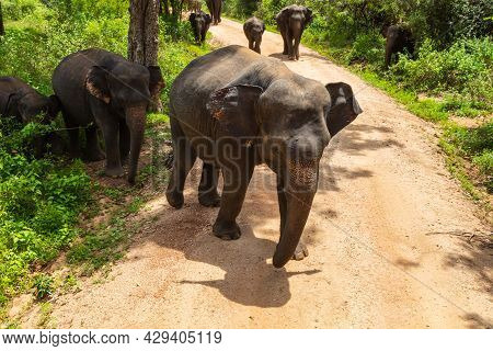 Free Wild Elephants At The Minneriya National Park, Sri Lanka. Elephant Herd Walking Passing Dort Ro