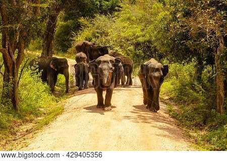 Free Wild Elephants At The Minneriya National Park, Sri Lanka. Elephant Herd Walking Passing Dort Ro